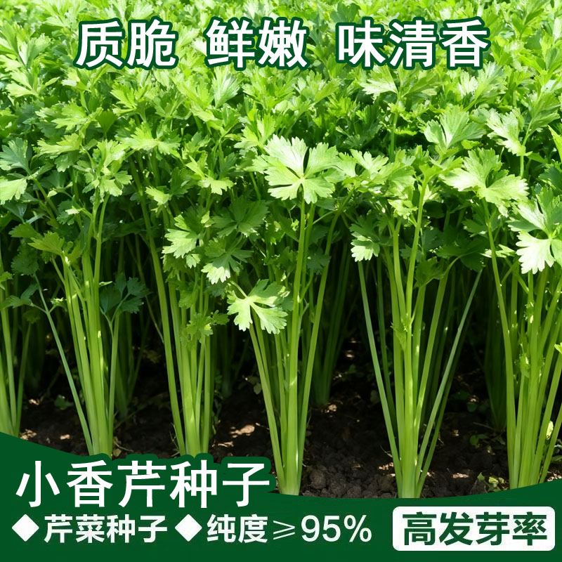 四季小香芹种子大全芹菜种籽芹菜种子季青菜籽蔬菜种孑农家