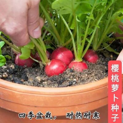 四季播种樱桃萝卜种子小水果萝卜种子阳台盆栽蔬菜口感脆甜好吃