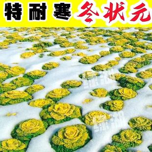 冬状元黄心菜耐寒乌塌菜种子高钙保健蔬菜养心菜种子四季播蔬菜籽