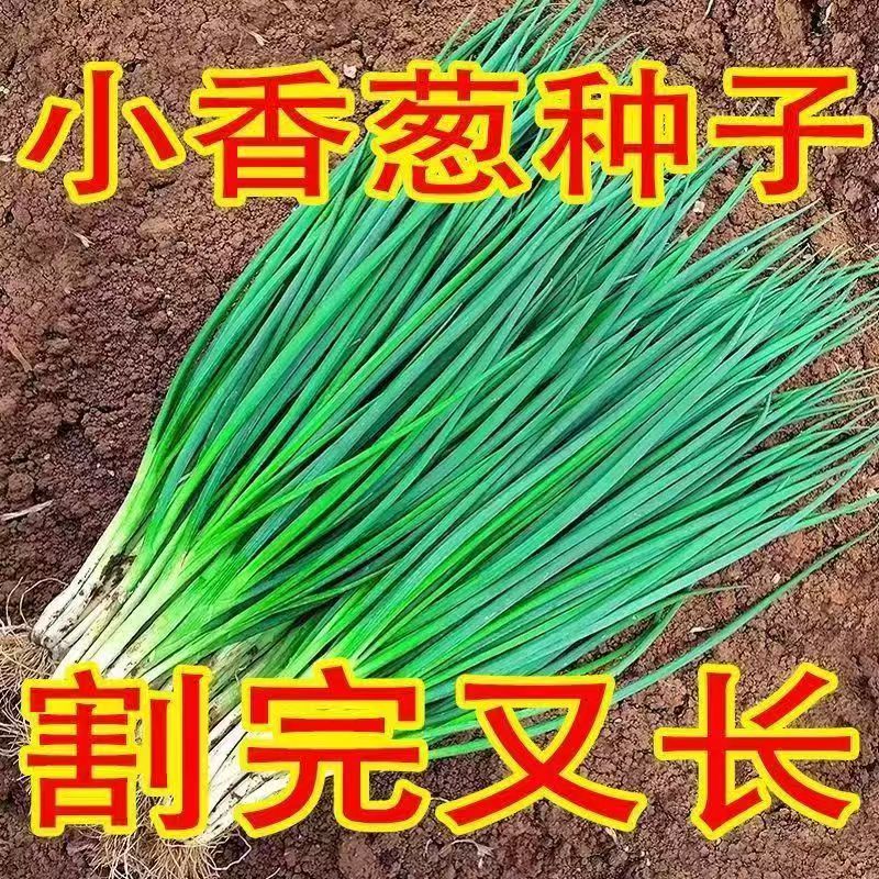 四季小香葱种子红葱种籽盆栽葱头种苗阳台庭院种植火分葱蔬菜种孑