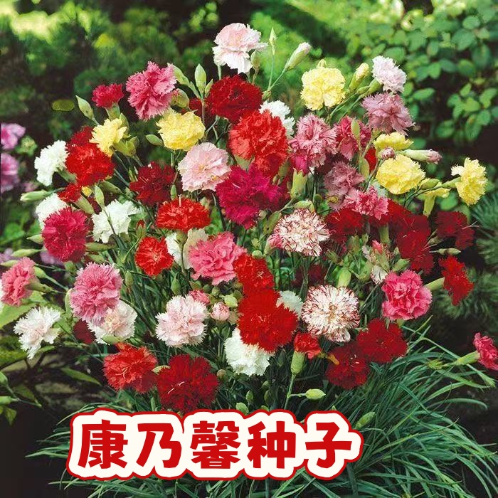 重瓣康乃馨种子四季播种花卉盆栽花花种子籽阳台庭院驱蚊香草籽