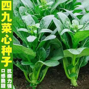 广东四九菜心种子红菜苔孑白菜苔四季蔬菜种籽增城迟青菜大全