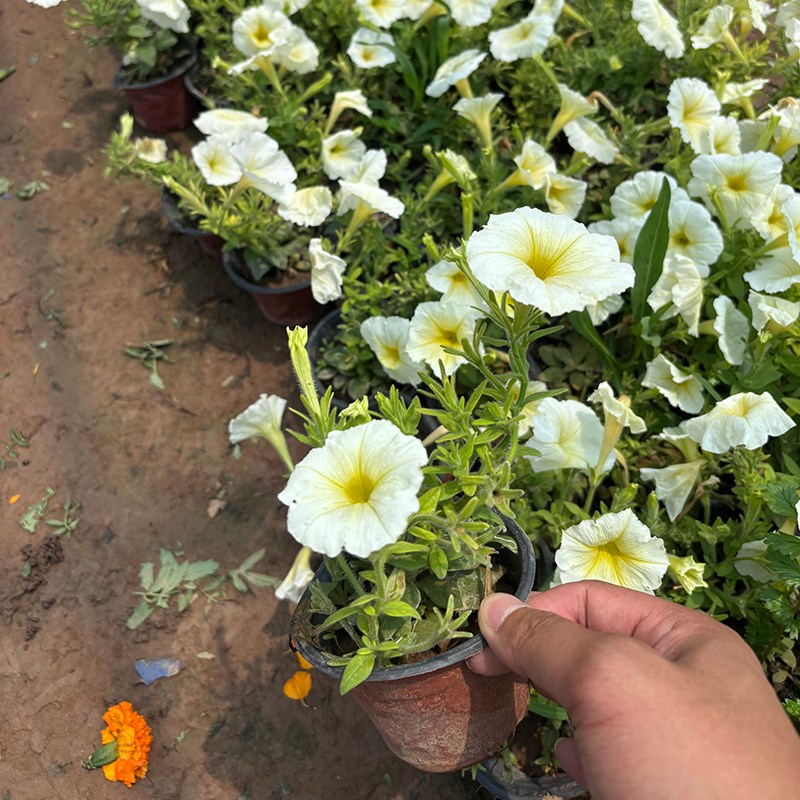 矮牵牛花苗盆栽多年生耐寒耐热工程花阳台庭院花园植物花期长花卉