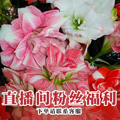 特价种球轻微缩水可开花