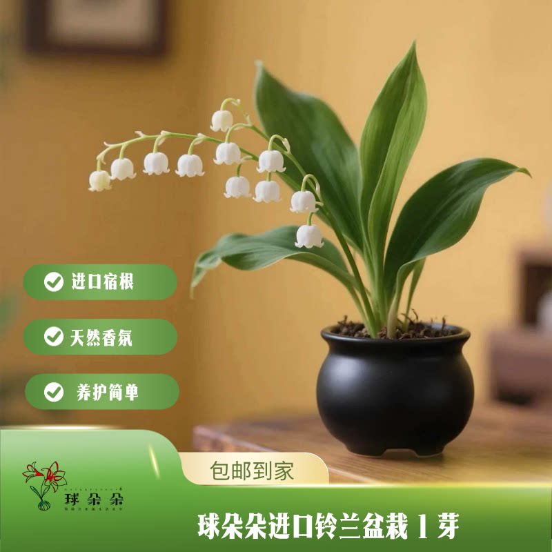 原装进口清新浓香铃兰盆栽