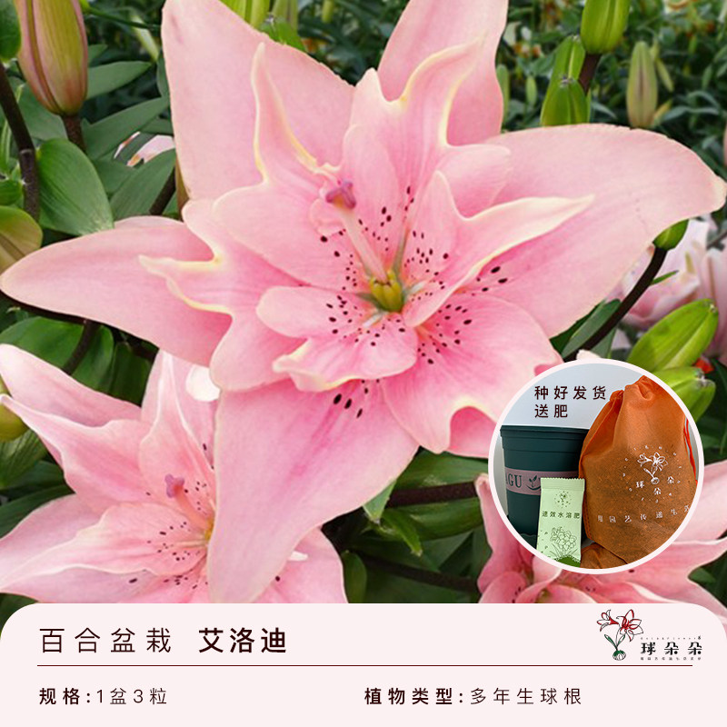 球朵朵荷兰进口百合种球送盆送土送肥多年生球根花卉阳台花园易养,鲜花速递/花卉仿真/绿植园艺,时令草本花卉,淘宝优惠券,粉丝福利购,淘宝优惠卷