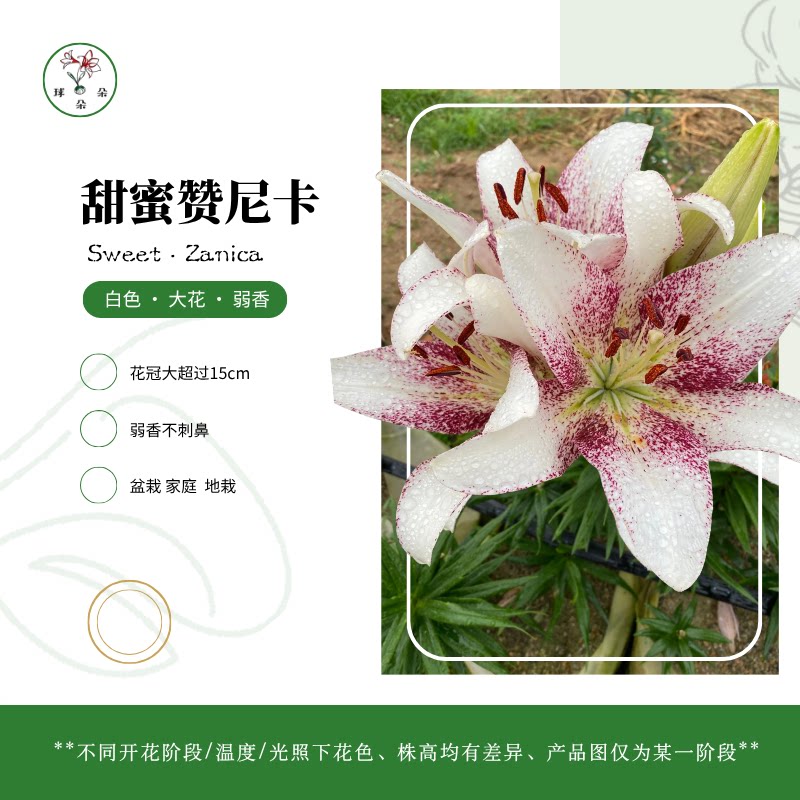 带芽百合入盆就活开花快