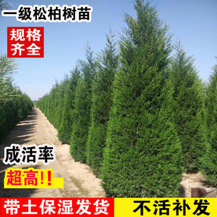 柏树树苗塔柏松树树苗侧柏扁柏松树龙柏四季常青圆松宝塔松工程苗