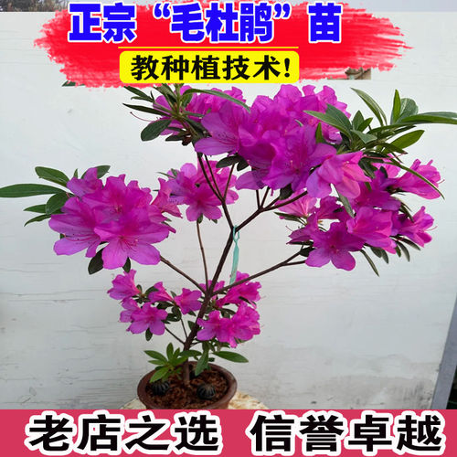 毛杜鹃夏娟毛鹃花苗庭院精品映山红毛娟树苗工程绿化苗木四季植物
