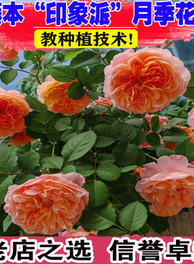 1.6米印象派爬藤大花浓香藤本月季四季开南北方种植花墙拱门花柱