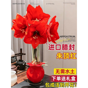 朱顶红种球蜡封进口重瓣多季开花特大多年生注定红无养护懒人花卉