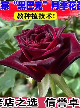 黑巴克切花月季花苗玫瑰特大花黑红色玫瑰花园阳台盆栽绿植物