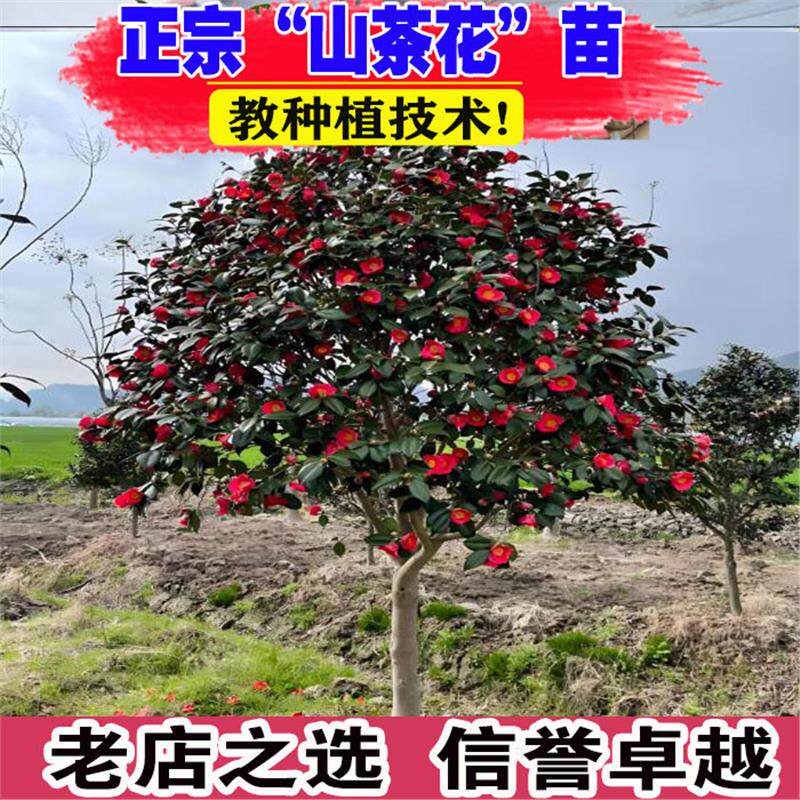 山茶花树苗盆栽花卉大型室内庭院
