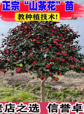 山茶花树苗盆栽花卉大型室内庭院植物耐寒盆景常青四季耐冬茶花苗