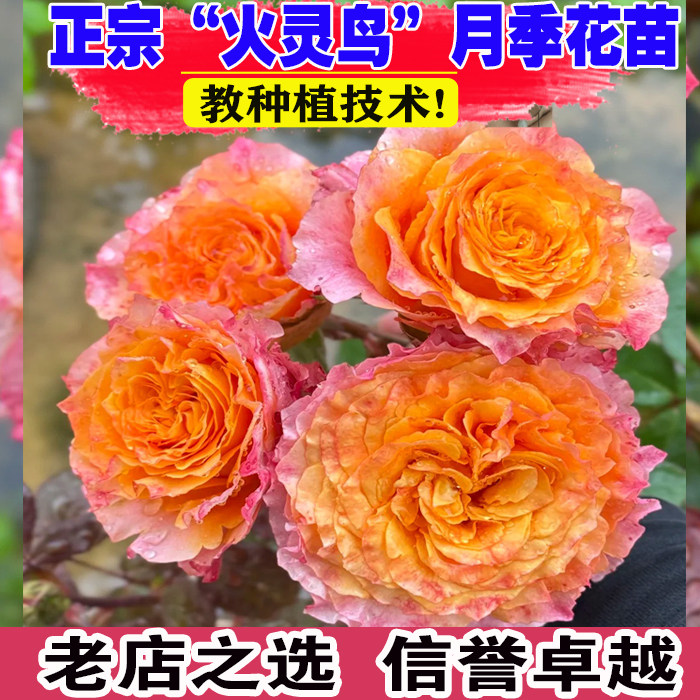 火灵鸟玫瑰盆栽花苗阳台庭院切花金色海岸金辉火焰鲜花卉植物月季图片