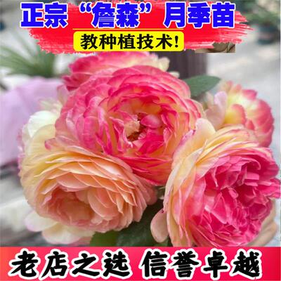 詹森月季花苗爬藤大苗蔷薇花苗藤本月季特大花庭院盆栽植物四季开