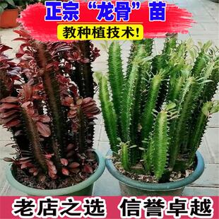 龙骨花盆栽巴西龙骨仙人柱玉麒麟好养植物招财四季盆栽绿植花卉