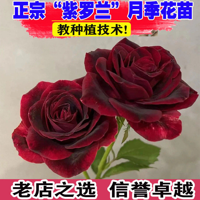 紫罗兰玫瑰花苗盆栽暗黑大花品种月季阳台庭院别墅观花绿植物花卉
