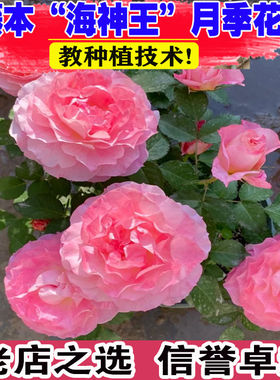 【藤本海神王】爬藤月季大花浓香多季节重复开花地栽盆栽拱门花墙