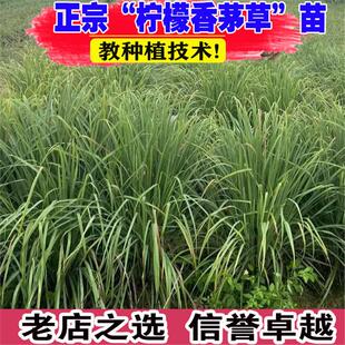 鲜香茅草盆栽室内阳台驱蚊植物柠檬草苗可食用香草调料薄荷绿植
