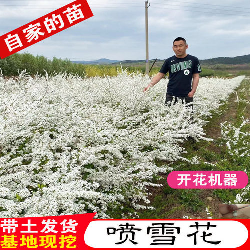喷雪花苗阳台观花盆栽重瓣珍珠梅大苗多花雪柳垂吊花卉室外绿植物