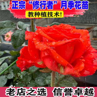 修行者玫瑰花大苗盆栽花园阳台观花植物橘红色切花月季长势快耐晒