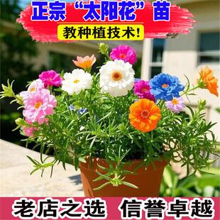 重瓣太阳花苗宿根枝条带根带花苞盆栽室内外好养花卉多季绿植开花