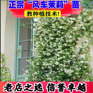 风车茉莉盆栽花苗络石藤浓香四季常青植物阳台庭院耐寒花卉老桩