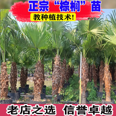 棕榈树苗蒲葵老人葵扇子树绿化耐寒苗木庭院四季常青植物盆栽地栽
