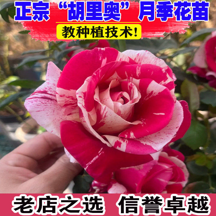 胡里奥月季花大苗盆栽条纹浓香灌木切花玫瑰庭院阳台花卉多季开花