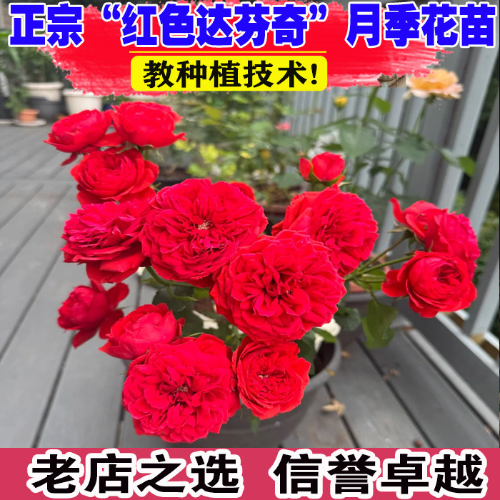 红色达芬奇月季花大苗盆栽开花机器阳台庭院花卉四季玫瑰植物红达