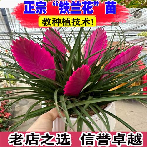 铁兰花盆栽带花招财手紫色空气凤梨桌面花卉绿植室内客厅四季开花
