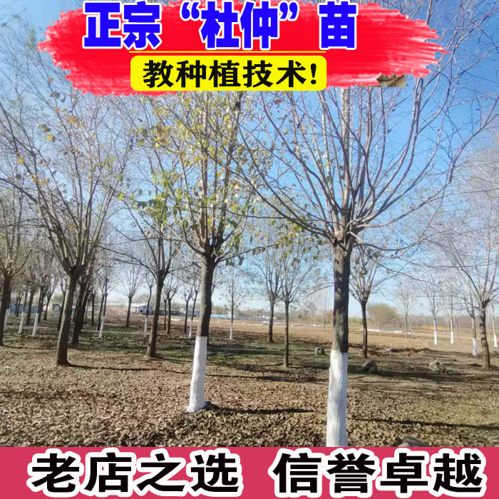 杜仲树苗药材苗木庭院盆栽地栽杜仲苗新鲜杜种树苗植物花卉图片