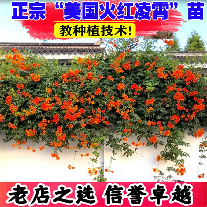 正宗美国凌霄花苗树苗老桩盆栽炮仗花爬藤植物阳台爬墙花卉大苗