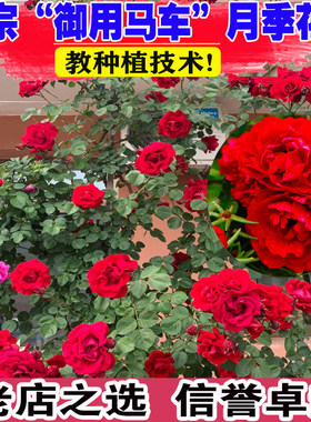 大花红色爬藤月季苗御用马车庭院爬墙四季玫瑰藤本蔷薇浓香绿植物