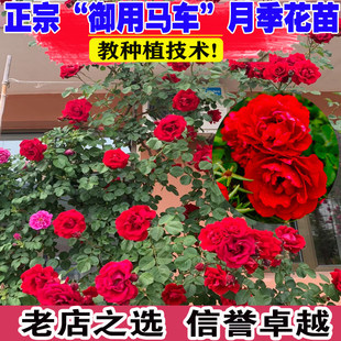 大花红色爬藤月季苗御用马车庭院爬墙四季玫瑰藤本蔷薇浓香绿植物