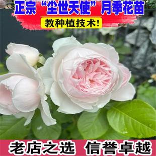 克里斯蒂娜公爵夫人浓香多头丰花月季花苗盆栽庭院阳台尘世天使