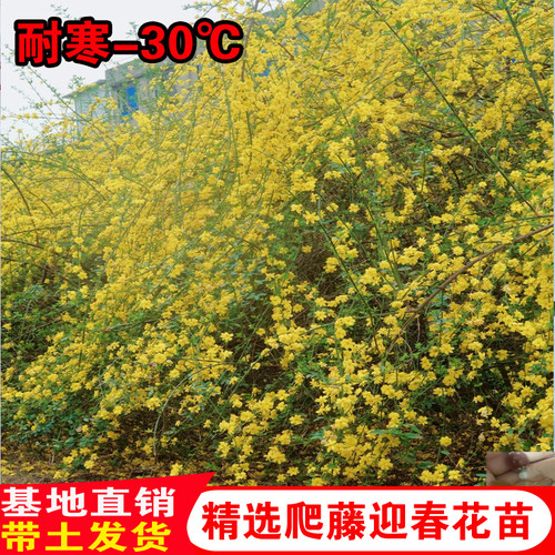 迎春花树苗盆栽连翘老桩盆景室内阳台庭院爬藤四季花卉报春花植物