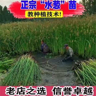 水葱水草灯芯草苗灯心草盆栽水培龙须草新手鱼缸水池庭院造景