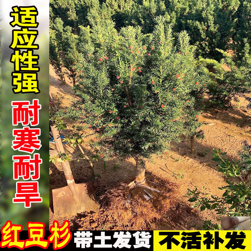 曼地亚红豆杉盆栽树苗庭院盆景净化空气原盆原土四季常青花卉绿植