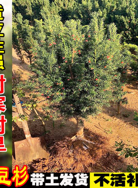 曼地亚红豆杉盆栽树苗庭院盆景净化空气原盆原土四季常青花卉绿植