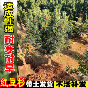 曼地亚红豆杉盆栽树苗庭院盆景净化空气原盆原土四季常青花卉绿植