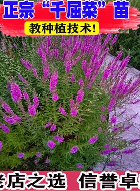 千屈菜苗水生植物耐寒耐热耐湿宿根花卉景观绿化矮生湿地种植花苗