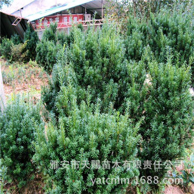 基地曼地亚红豆杉绿化树高2-2.5m市政绿化工程苗木景区景观树
