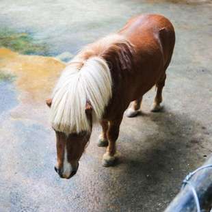 防滑耐磨鹿用马用牛用动物园卧床垫 耐磨耐用马厩牛棚畜牧垫夹布