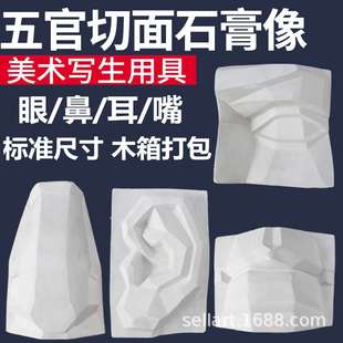 五官石膏像切面美术教具摆件素描石膏大卫头像雕塑石膏人像模型
