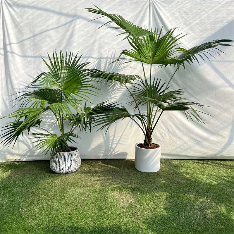 耐寒蒲葵植物棕榈科树扇叶室内外绿植四季长青大型观叶好养活葵树
