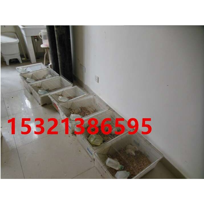 大鼠实验笼/大小鼠笼/白鼠繁殖笼/小鼠饲养笼子/小鼠实验笼