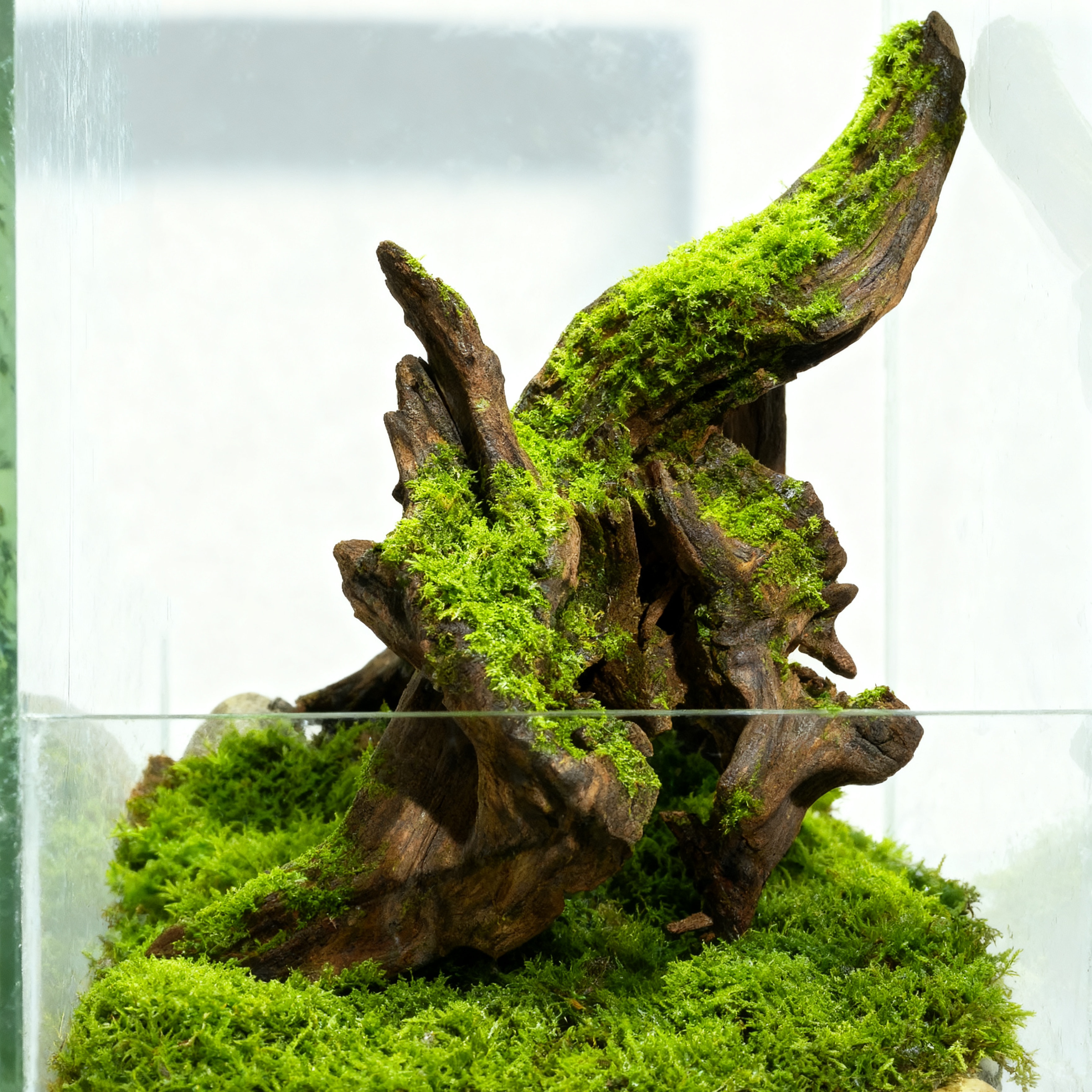 鱼缸沉木20-30cm造景摆件小号天然树状紫柚木龟晒南美