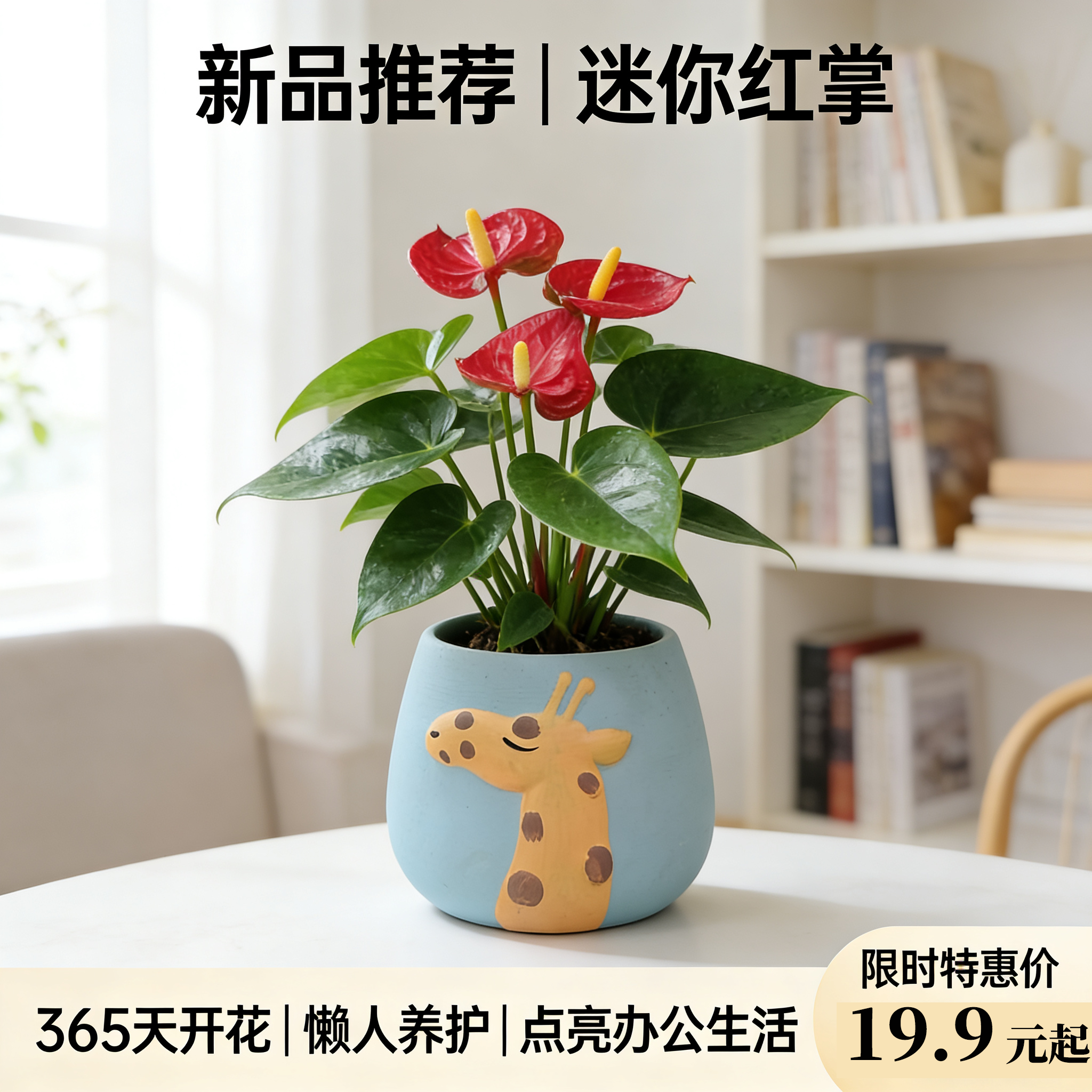 小娇红掌迷你好养净化绿植